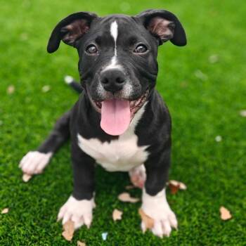 Pit Bull Terrier Dogs Available for Adoption in Palm Harbor, Florida - Pickles | PetCurious