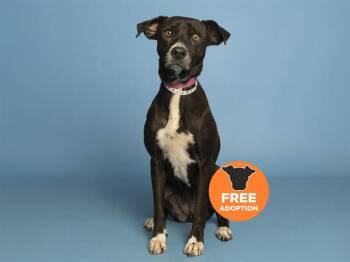 BETTY -  Pit Bull Terrier Dog for Adoption in Phoenix, Arizona - BETTY | PetCurious
