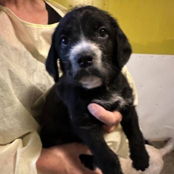 BABETTE -  Standard Poodle and Cane Corso Dog for Adoption in Richmond, California - BABETTE | PetCurious