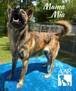 Belgian Shepherd Malinois Dogs Available for Adoption in Magnolia, Texas - Mama Mia | PetCurious