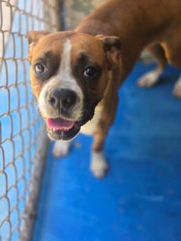 Wren -  Boxer Dog for Adoption in Danielsville, Georgia - Wren | PetCurious