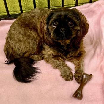 Teddi-Grace 08-1105 -  Pekingese and Shih Tzu Dog for Adoption in Tyrone, Georgia - Teddi-Grace 08-1105 | PetCurious