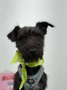Potion-One of our Amazing Rescue Dogs -  Schnauzer and Mixed Breed Dog for Adoption in Carlsbad, California - Potion-One Of Our Amazing Rescue Dogs | PetCurious
