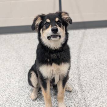 Bruno -  Australian Cattle Dog Blue Heeler Dog for Adoption in Smithville, Tennessee - Bruno | PetCurious