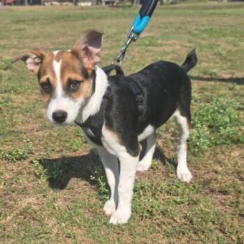 Rescue Jack Russell Terrier Dogs for Adoption in Harlingen, Texas - Possum | PetCurious