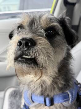 Dill Weed (Practically Perfect in Every Way) -  Schnauzer and Border Terrier Dog for Adoption in Bridgeton, New Jersey - Dill Weed (Practically Perfect In Every Way) | PetCurious