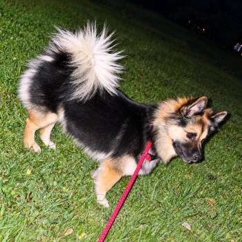 Rei -  Pomeranian and Chow Chow Dog for Adoption in Shinnston, West Virginia - Rei | PetCurious