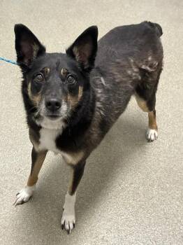 SUE -  Border Collie and Australian Shepherd Dog for Adoption in Las Vegas, Nevada - SUE | PetCurious
