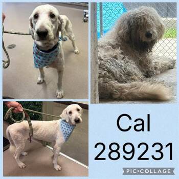 CAL -  Poodle and Mixed Breed Dog for Adoption in Macon, Georgia - CAL | PetCurious
