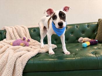 Benny Spotty McBounces -  Pit Bull Terrier and Rat Terrier Dog for Adoption in Friendswood, Texas - Benny Spotty McBounces | PetCurious