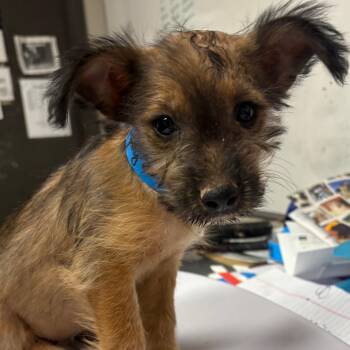 Sunny -  Mixed Breed Dog for Adoption in Yuma, Arizona - Sunny | PetCurious