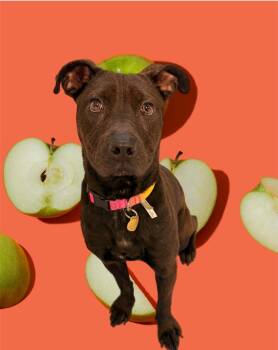 Apple -  Mixed Breed Dog for Adoption in Detroit, Michigan - Apple | PetCurious