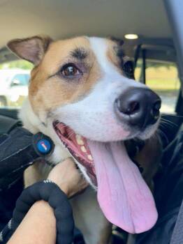 Rescue Hound and Boxer Dogs for Adoption in Roswell, Georgia - Lucky Boy | PetCurious