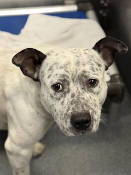 CARL -  Mixed Breed Dog for Adoption in Dallas, Texas - CARL | PetCurious