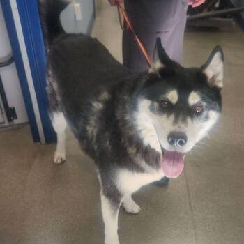 Max -  Husky Dog for Adoption in Kingman, Arizona - Max | PetCurious