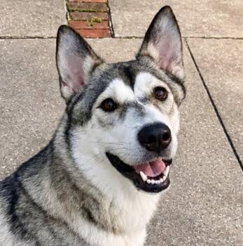 Charlotte -  Siberian Husky Dog for Adoption in York, Pennsylvania - Charlotte | PetCurious