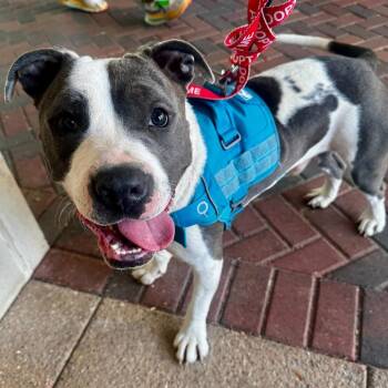 Stokely -  American Staffordshire Terrier and Mixed Breed Dog for Adoption in Richmond, Virginia - Stokely | PetCurious