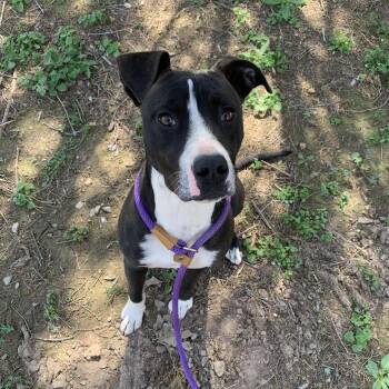 American Staffordshire Terrier Dogs Available for Adoption in Washburn, Missouri - Joey (Berkley) | PetCurious