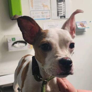 Peewee -  Mixed Breed Dog for Adoption in Charleston, West Virginia - Peewee | PetCurious