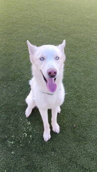 Rescue Husky Dogs for Adoption in New York, New York - Zeus (TX) | PetCurious