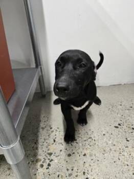 Perdue -  Jack Russell Terrier Dog for Adoption in Sacramento, California - Perdue | PetCurious