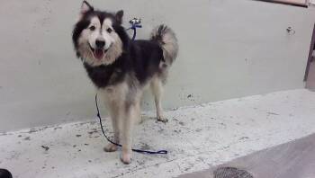GLACIER -  Alaskan Malamute and Husky Dog for Adoption in Houston, Texas - GLACIER | PetCurious