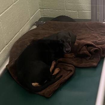 Dachshund Dogs Available for Adoption - Pete | PetCurious