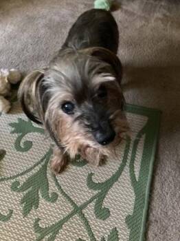 Corky -  Yorkshire Terrier Dog for Adoption in Downers Grove, Illinois - Corky | PetCurious