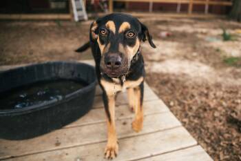 Bolt -  German Shepherd Dog Dog for Adoption in Magnolia, Texas - Bolt | PetCurious