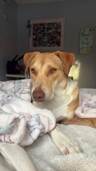 Abel -  Mixed Breed Dog for Adoption in Uxbridge, Ontario - Abel | PetCurious