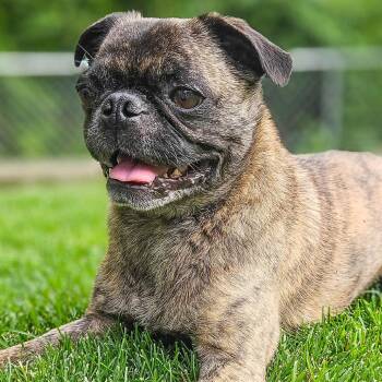 Melvis -  Boston Terrier and Pug Dog for Adoption in Champaign, Illinois - Melvis | PetCurious