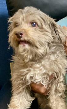 Monty -  Cavapoo Dog for Adoption in Mckeesport, Pennsylvania - Monty | PetCurious