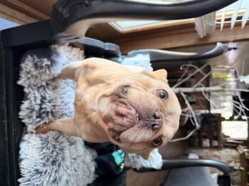 French Bulldog Dogs Available for Adoption in North Freedom, Wisconsin - Peanut  | PetCurious