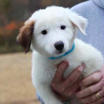 CT Moss avail Oct 24 (Scarecrow Festival- Somers, CT) -  Australian Shepherd Dog for Adoption in Eastford, Connecticut - CT Moss Avail Oct 24 (Scarecrow Festival- Somers, CT) | PetCurious