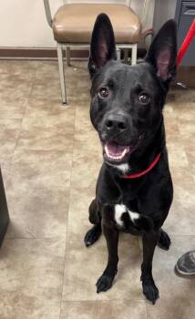 Squeakers -  Shepherd and Labrador Retriever Dog for Adoption in Springfield, Ohio - Squeakers | PetCurious