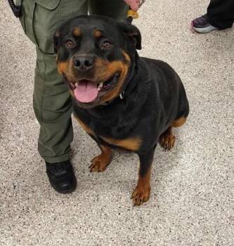 Rottweiler Dogs Available for Adoption in Gastonia, North Carolina - Duchess | PetCurious