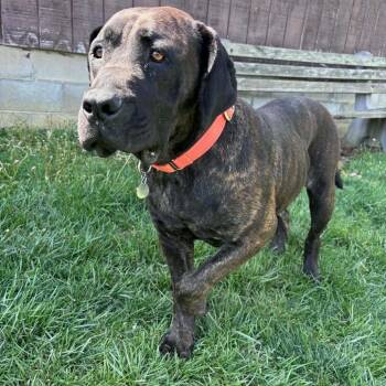 Mastiff Dogs Available for Adoption in Manchester, Pennsylvania - Jamiaka | PetCurious