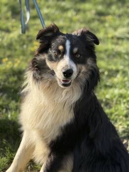 Chappy -  Australian Shepherd Dog Available for Adoption in Fries, Virginia - Chappy | PetCurious