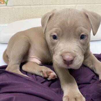 Carlos -  Mixed Breed Dog for Adoption in Memphis, Tennessee - Carlos | PetCurious