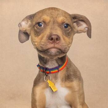 Pit Bull Terrier and Mixed Breed Dogs Available for Adoption in St. Louis, Missouri - DAPHNE | PetCurious
