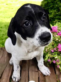 Rescue Labrador Retriever Dogs for Adoption in Jefferson, New Jersey - Micaela | PetCurious