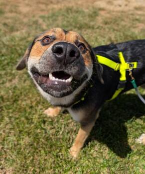 Cardboard -  Shepherd Dog for Adoption in Santa Rosa, California - Cardboard | PetCurious