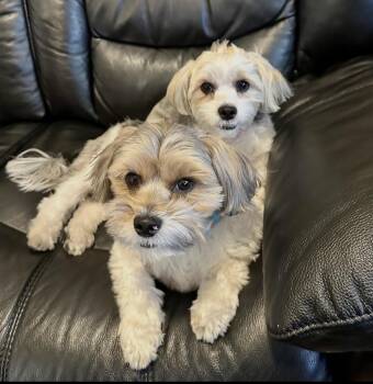 Roscoe -  Shih Tzu and Yorkshire Terrier Dog for Adoption in Las Vegas, Nevada - Roscoe | PetCurious