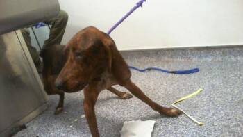 A1269382 -  Plott Hound Dog for Adoption in Charlotte, North Carolina - A1269382 | PetCurious