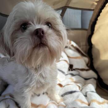 BonBon -  Shih Tzu Dog for Adoption in Houston, Texas - BonBon | PetCurious