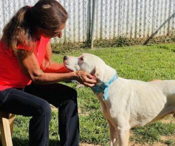 Darwin $85 -  Plott Hound and Mixed Breed Dog for Adoption in Seneca, South Carolina - Darwin $85 | PetCurious