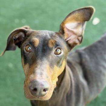 Retsuko -  Doberman Pinscher Dog for Adoption in Sacramento, California - Retsuko | PetCurious
