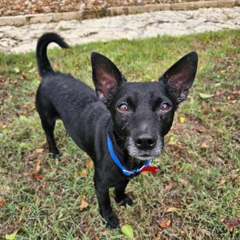 Bucky -  Chihuahua and Rat Terrier Dog for Adoption in Boerne, Texas - Bucky | PetCurious