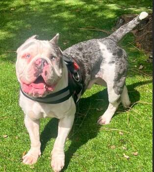 Rescue English Bulldog and French Bulldog Dogs for Adoption in Palm Harbor, Florida - Buddha And Princess Leia | PetCurious