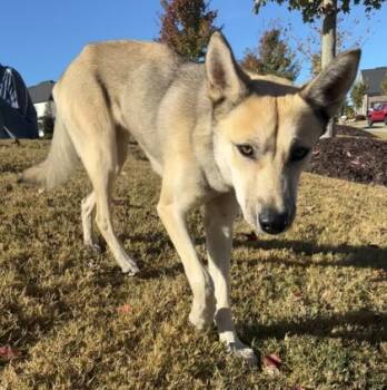 Rescue Shepherd and Mixed Breed Dogs for Adoption in Cumming, Georgia - Green Bean 1747-25 | PetCurious